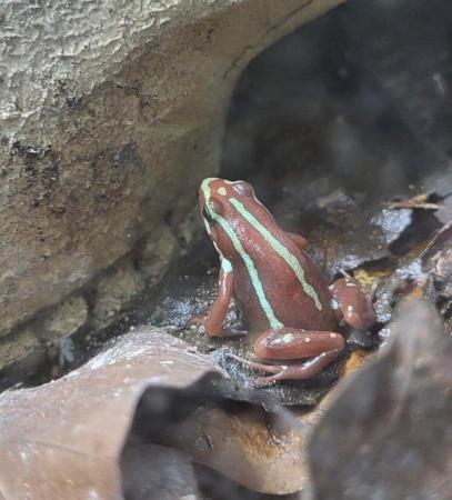 Image 3 of Posted Dart frog Tadpoles, Santa Isabel