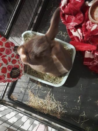 Image 5 of lop eared rabbit shes beautiful chocalate colour