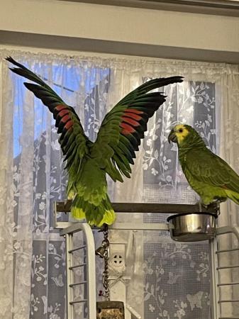 Image 2 of 2 BLUE FRONTED AMAZON PARROTS (MALES)