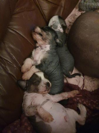 Image 9 of KC Chinese crested puppieslooking for their forever home