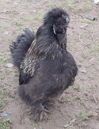 Image 10 of Excellent Quality, Gorgeous Silkie Cockerels.