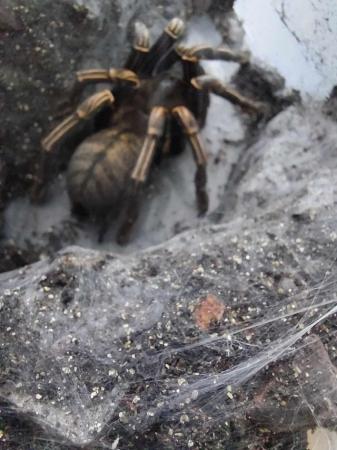 Image 7 of (NEW T's ADDED)Variety of Tarantulas for sale