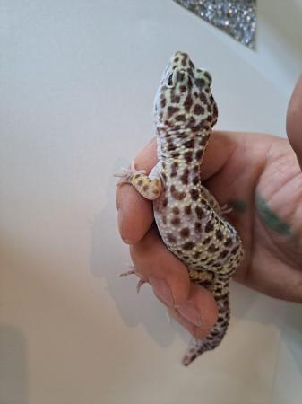 Image 3 of Normal Leopard Gecko (Male)