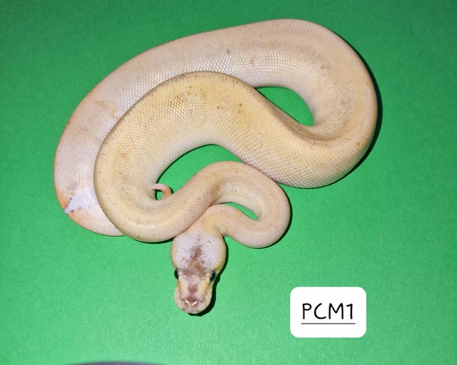 Preview of the first image of CB23 Various Royal Pythons.