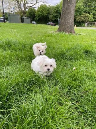 Image 17 of Bichon frise X Maltese looking for loving homes