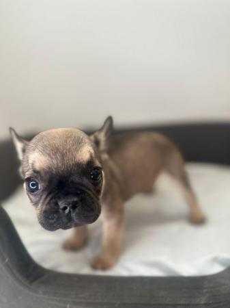 Image 10 of Gorgeous French bulldog puppies