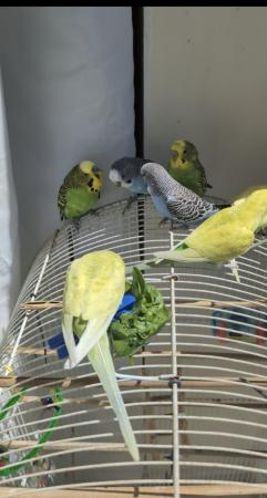 Image 12 of Young and healthy budgies!