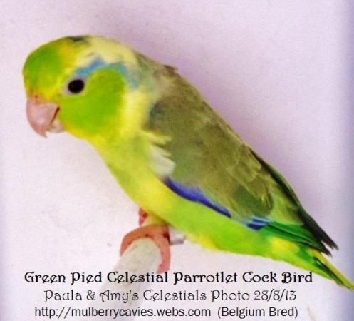 Image 9 of Parrotlets, celestial, pacific parrotlet