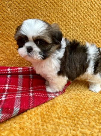 Image 3 of ABSOLUTELY ADORABLE SHIHTZU PUPPIES