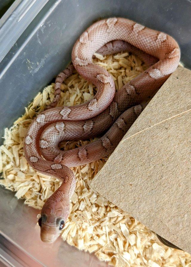 Preview of the first image of CB23 Corn snake hatchlings, multiple morphs.
