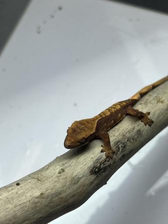 Image 7 of Crested Gecko Babies for sale