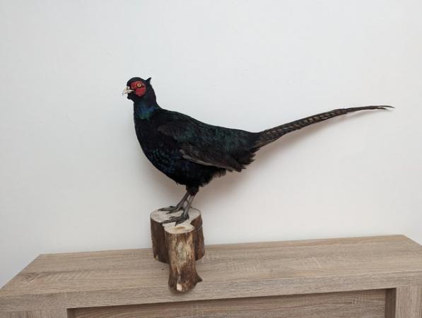 Image 4 of Taxidermy, Antique Collectables, Taxidermy Mounts,