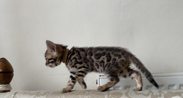 Image 11 of TICA registered bengal kittens for sale!??