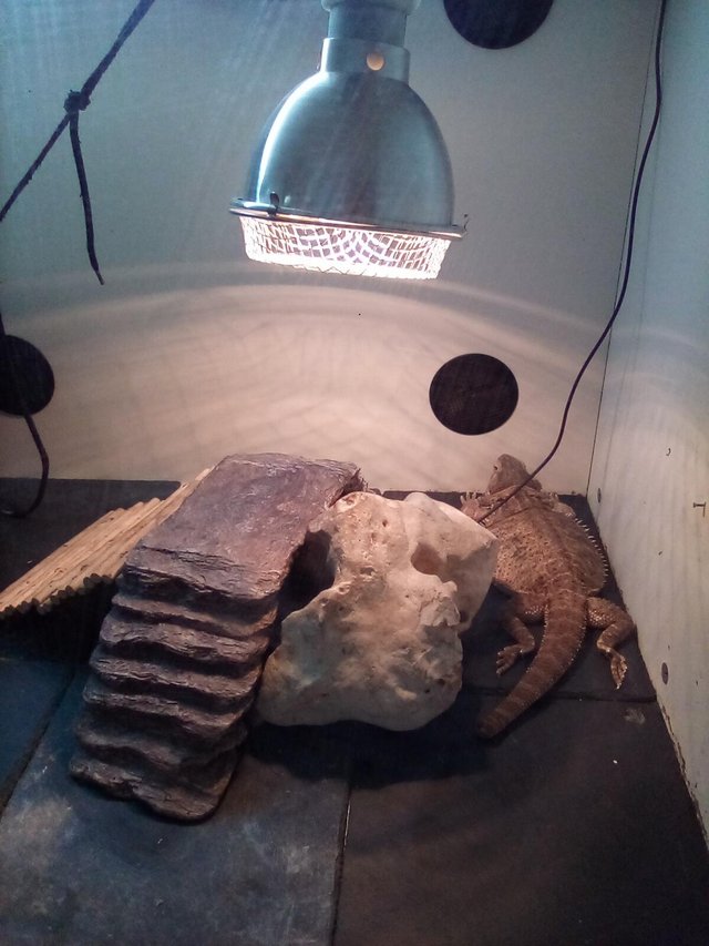 Preview of the first image of New Home needed for my bearded dragon.