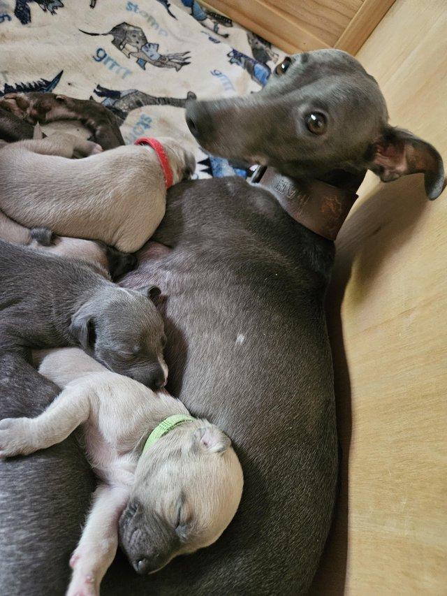 Preview of the first image of READY TO LEAVE Blue Kc registered whippet pups.