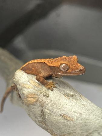 Image 1 of Crested Gecko Babies for sale