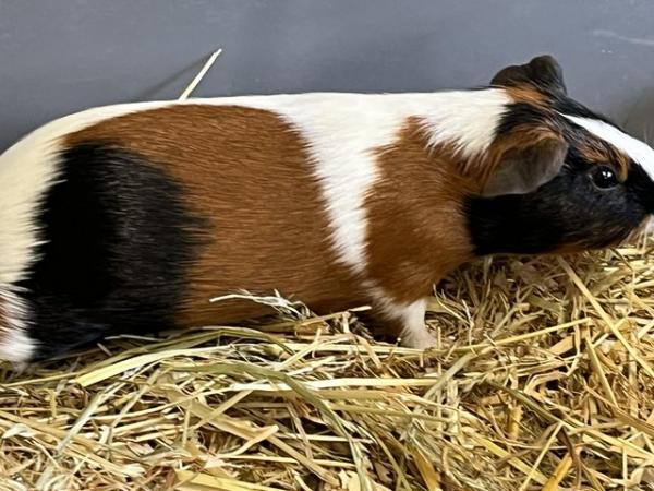 Image 3 of 2 guinea pig males 1 Golden and 1 Tort & white