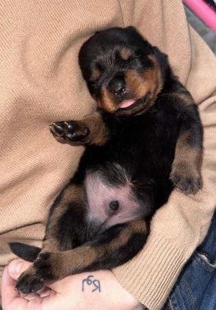 Image 3 of KC Registered Rottweiler Puppies (Update 2 boys left)