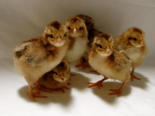 Image 3 of Well-summer chicks for sale