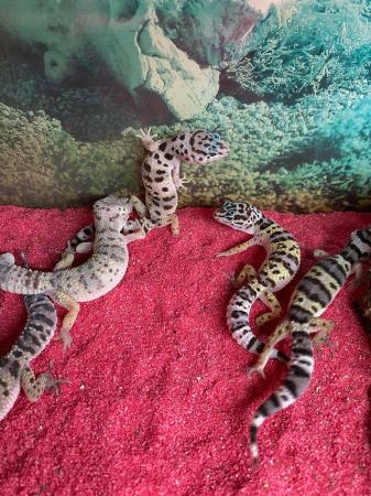 Image 2 of Montanus leopard gecko £70 Each