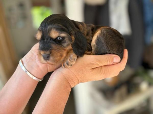 Image 14 of Exceptional KC Show-type Cocker Spaniel puppies