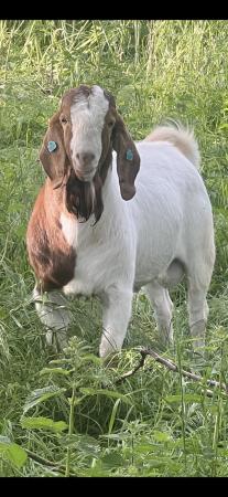Image 4 of Full Blood Boer Goats BUCKS for sale