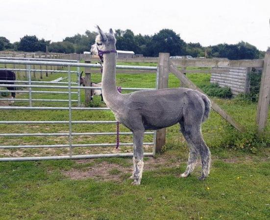 Image 1 of STUNNING GREY BAS  MALE AVAILABLE