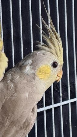 Image 4 of Young cockatiels avairy bred...please read add in full