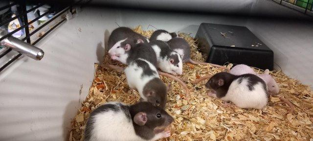 Image 4 of Gorgeous baby dumbo rats