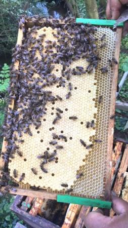 Image 36 of Overwintered Bee Nucs on five frames