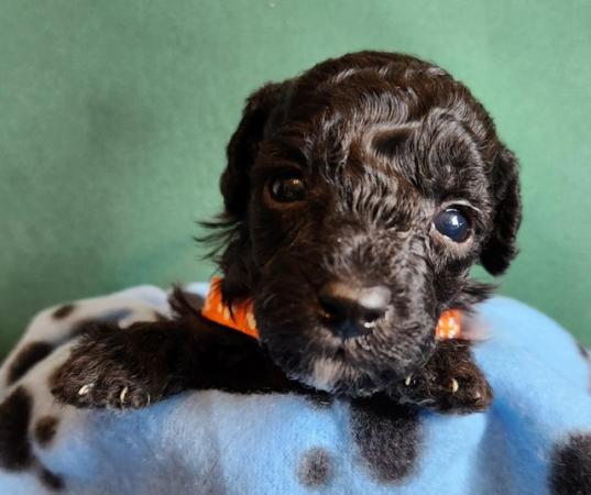 Image 15 of Beautiful tiny toy poodle puppies