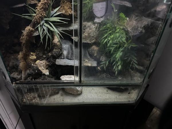 Image 5 of HUGE Full sized corner reptile terrarium / vivarium