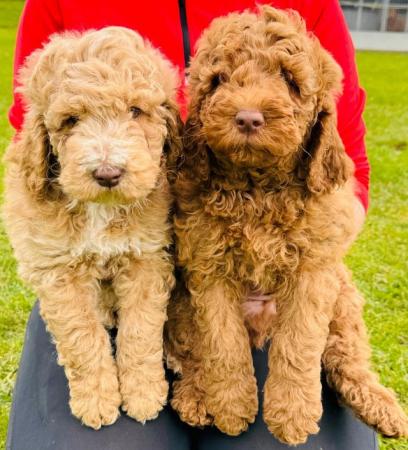 Image 2 of STUNNING DOUBLE DOODLES COCKAPOO X LABRADOODLE