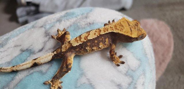 Image 5 of Little Stunning Crested Gecko for sale