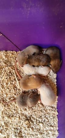 Image 6 of Young/baby rats (guaranteed tame)