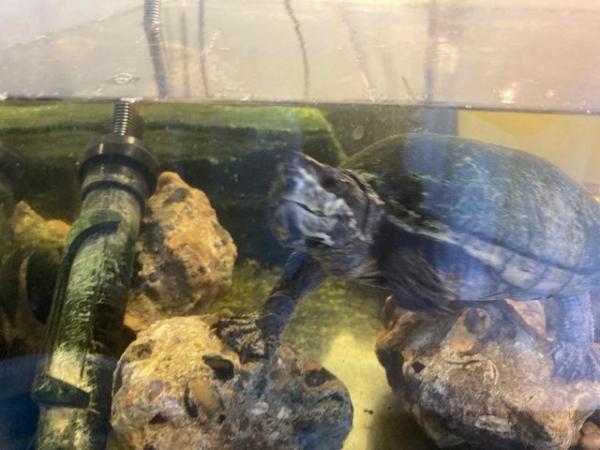 Image 3 of musk turtle for sale (price is negotiable)