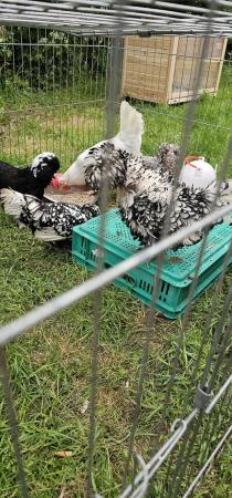 Image 2 of Egg laying polish chickens