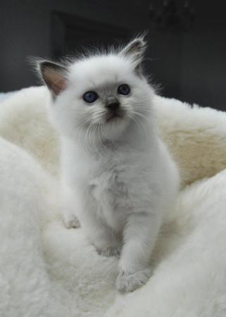 Image 15 of Ragdoll Kittens (GCCF REGISTERED AND FULLY HEALTH TESTED)