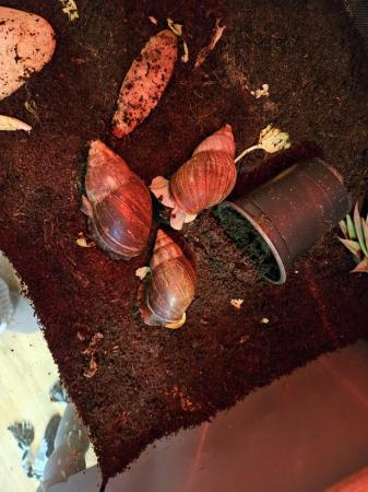 Image 5 of Giant African land snails with tank
