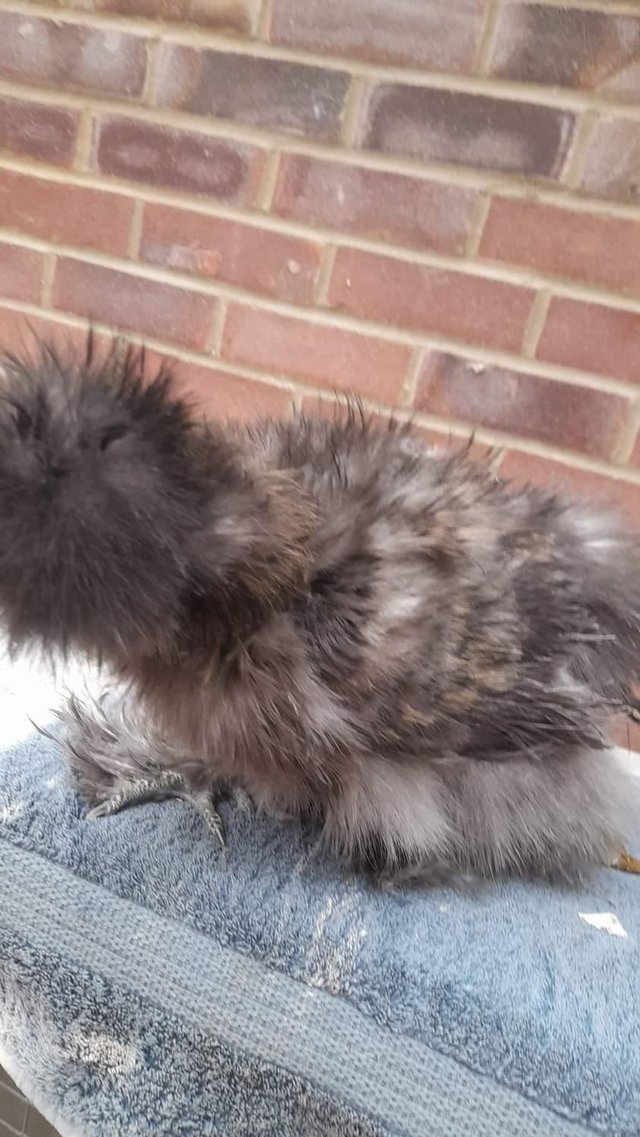 Preview of the first image of Usa silkie frizzle cockerals.