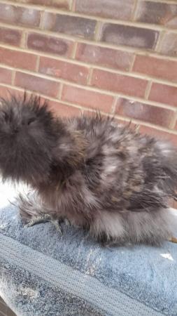 Image 1 of Usa silkie frizzle cockerals