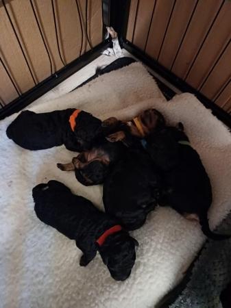 Image 4 of Toy Poodle Puppies for Sale