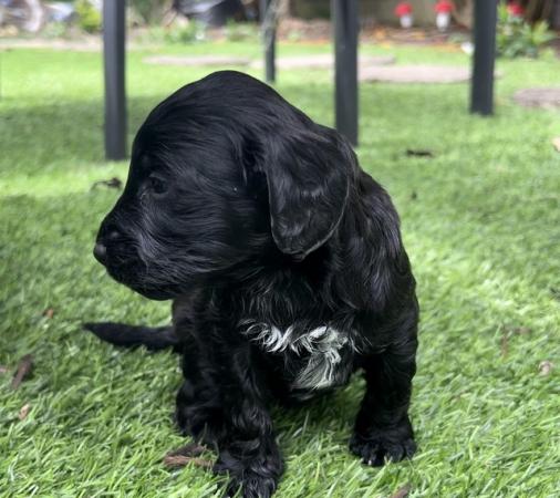 Image 9 of F1 Sproodle springer x mini poodle puppies