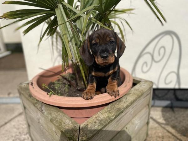 Image 16 of K C wire haired dachshund puppies