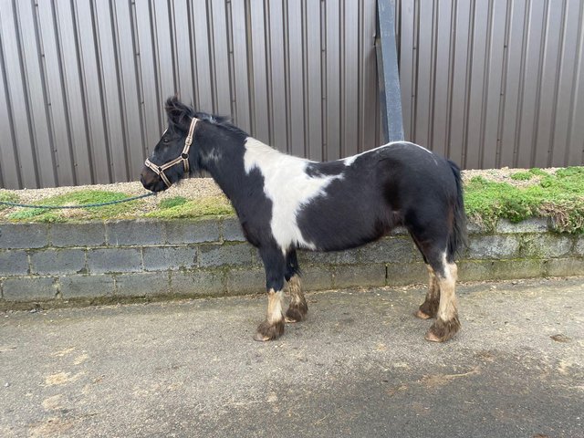 Preview of the first image of 11.2hh pony club type mini cob.