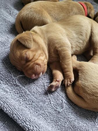 Image 11 of Beautiful litter of Hungarian vizsla pups