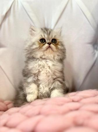 Image 17 of **Stunning 5 generation pedigree Persian kittens**
