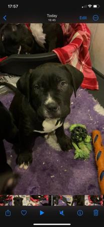 Image 8 of Stunning litter of 5 cane corso puppies