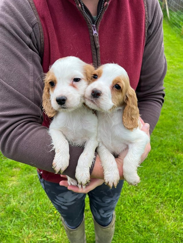 Preview of the first image of Working Cocker Spaniel Puppies.
