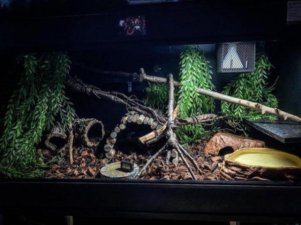 Image 3 of 3 year old BCI (Boa Constrictor Imperator) and 4x2x2 viv